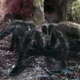 15_04_Spider exhibition