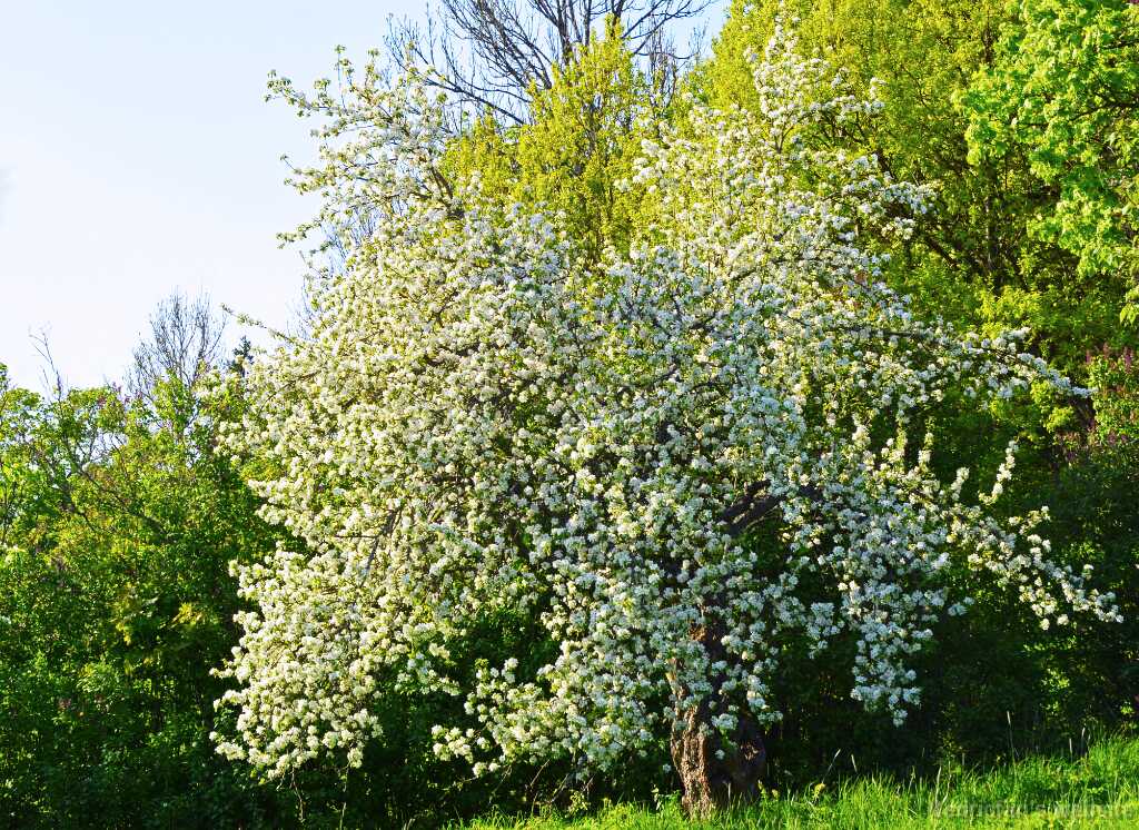 DSN_0793