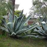 DSCF2416