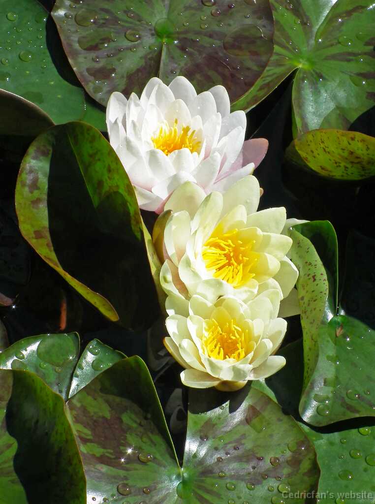 DSCF2559