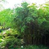DSCF2566