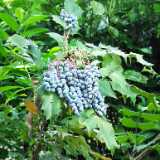 DSCF2572