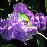 DSCF2575