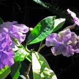 DSCF2577