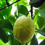 DSCF2589