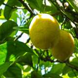 DSCF2590