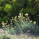 DSCF2208