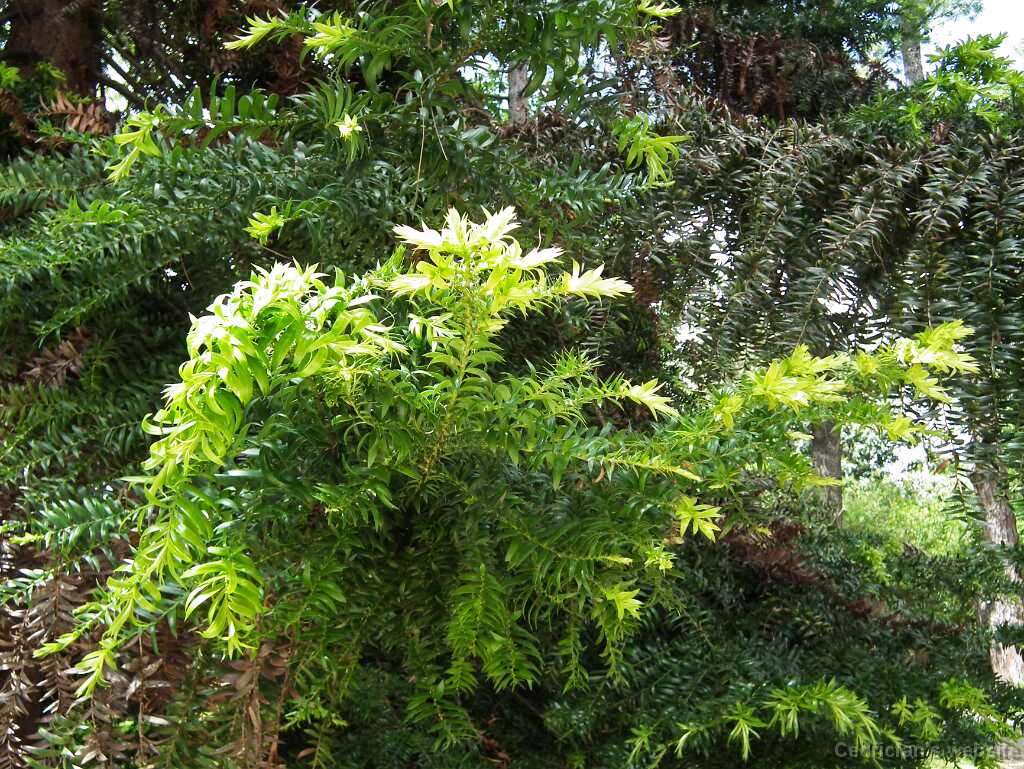 DSCF2176