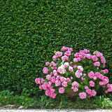 DSCF2173