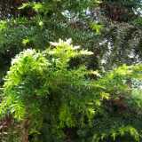 DSCF2176