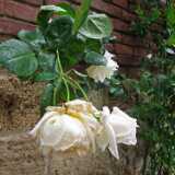 DSCF2272