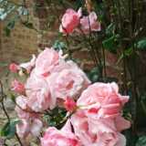 DSCF2275