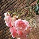 DSCF2277