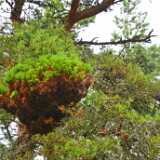 DSN_1175