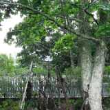 DSCF2610