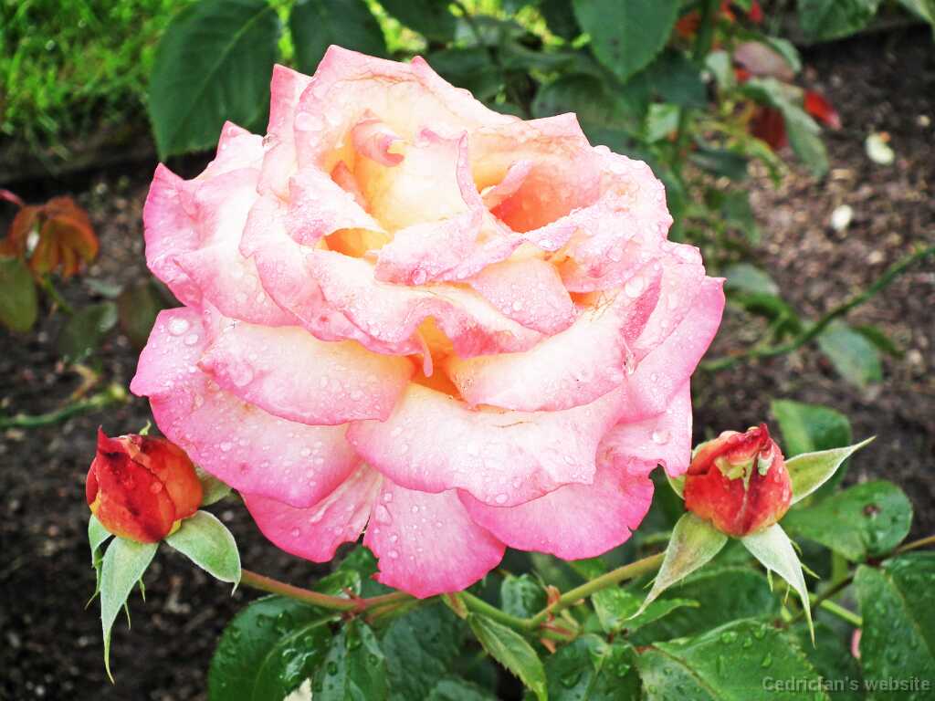 DSCF2775