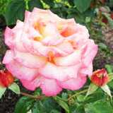 DSCF2775