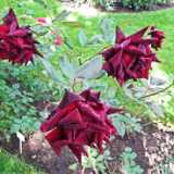 DSCF2776