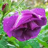 DSCF2780