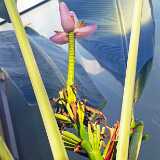 16_12_Kasvitieteellinen puutarha