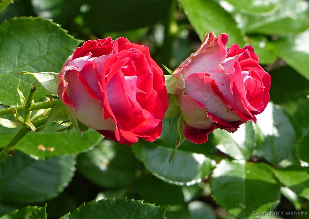 P1280391