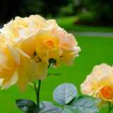 DSCF0029