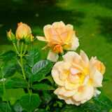 DSCF0030
