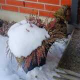 DSCF9069