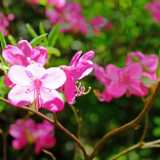 DSCF9436
