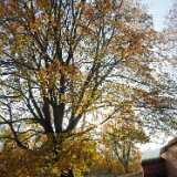 DSCF1510