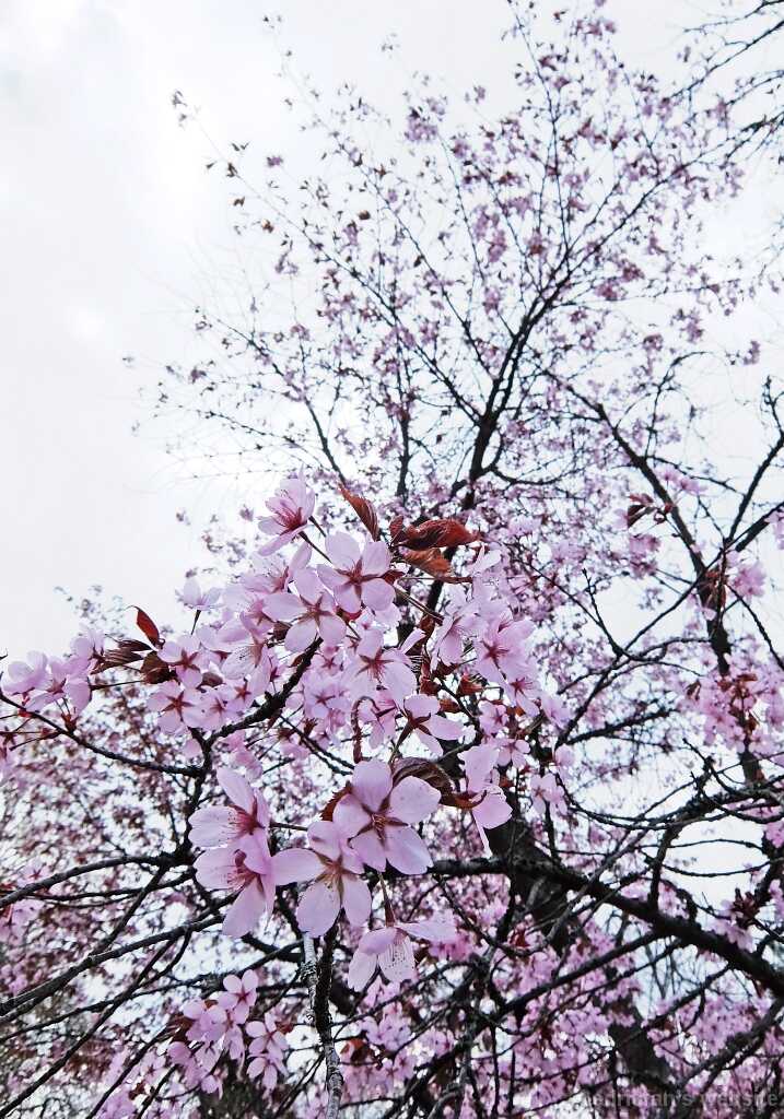 DSCF2106