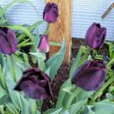 IMG_20190515_192329_1