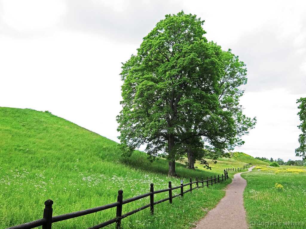 DSCF2245
