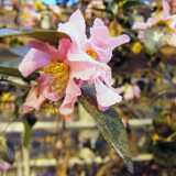 19_01_RuissaloBotanical