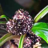 19_04_RuissaloBotanical