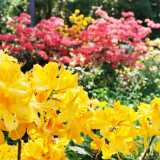 19_06_Rhododendron
