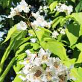 IMG_20200712_122826