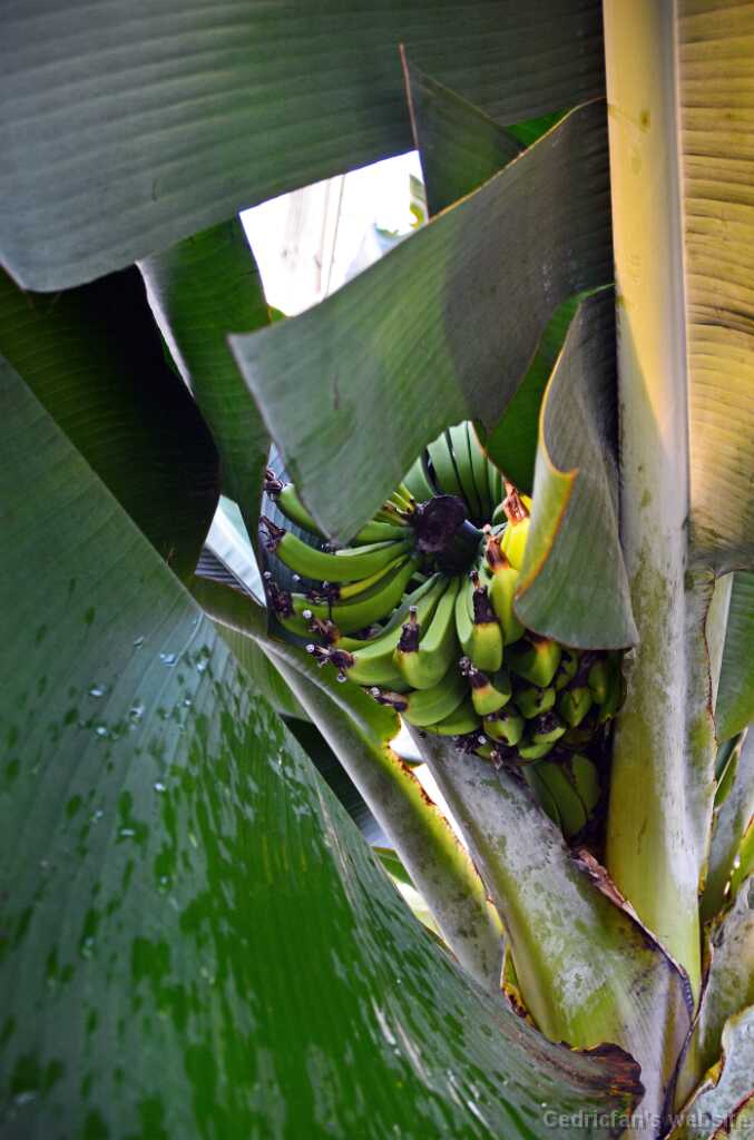 DSN_0672