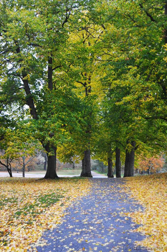 DSC_1207