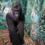 22_04_VapriikkiApinat