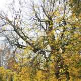 22_10_Syksy_Ruissalo