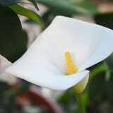 23_01_RuissaloBotanical