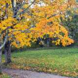 23_10_Syksy_Ruissalo