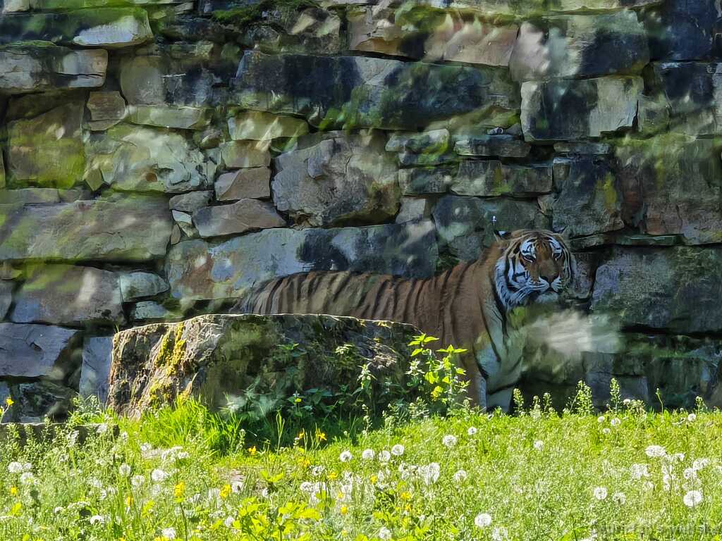 IMG_20240527_110430