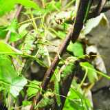 DSO_2182