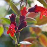 24_01_Kasvitieteellinen