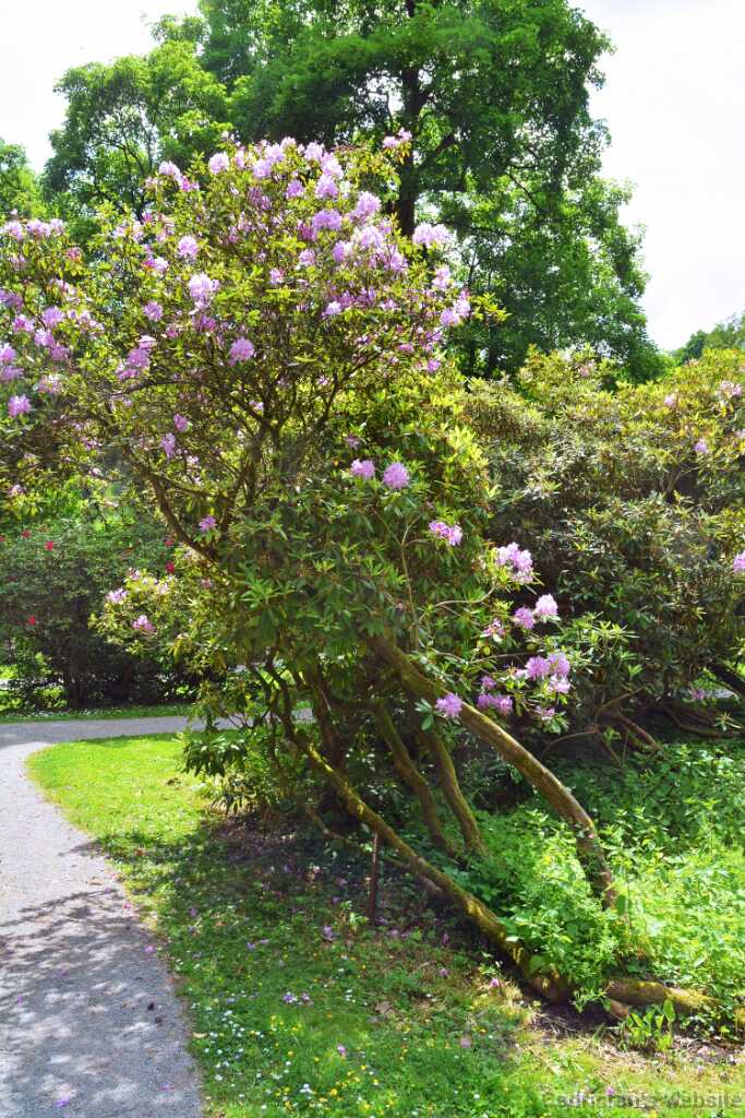 DSO_2793