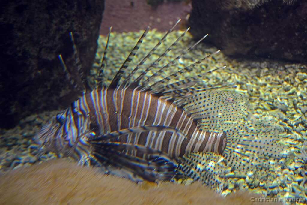 DSO_3243