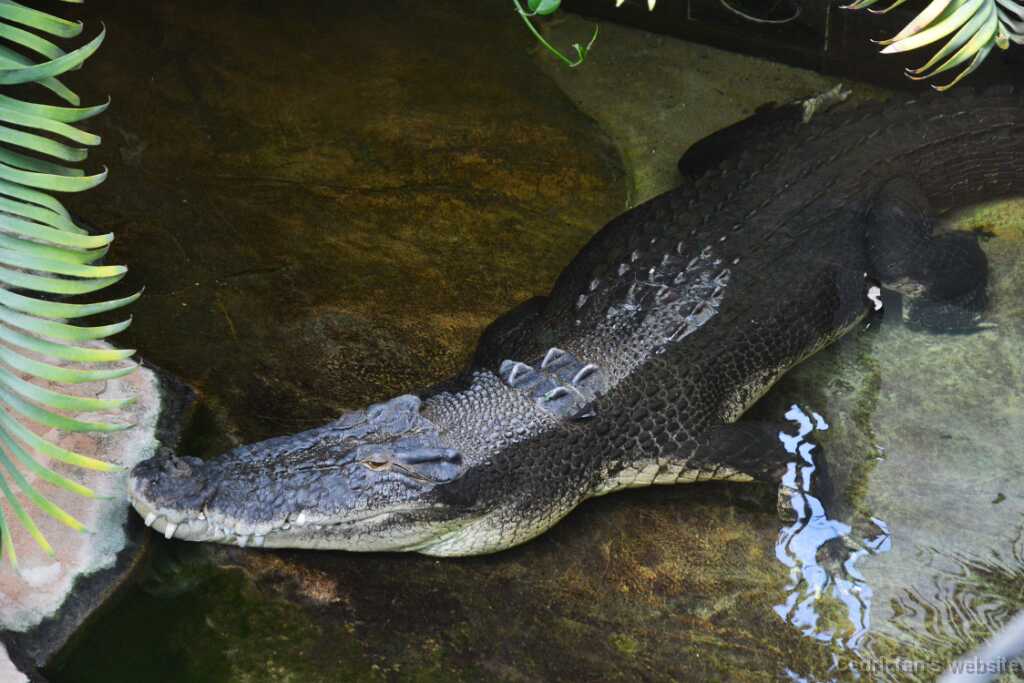 DSO_3269