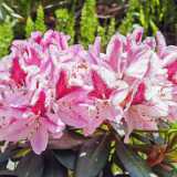 IMG_20250531_114406